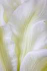 USA, Washington State, Seabeck. Roselily flower close-up. Art Print